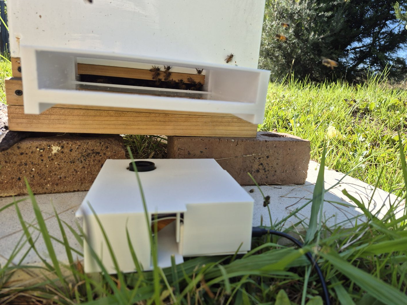 Front view of the hive entrance with the setup