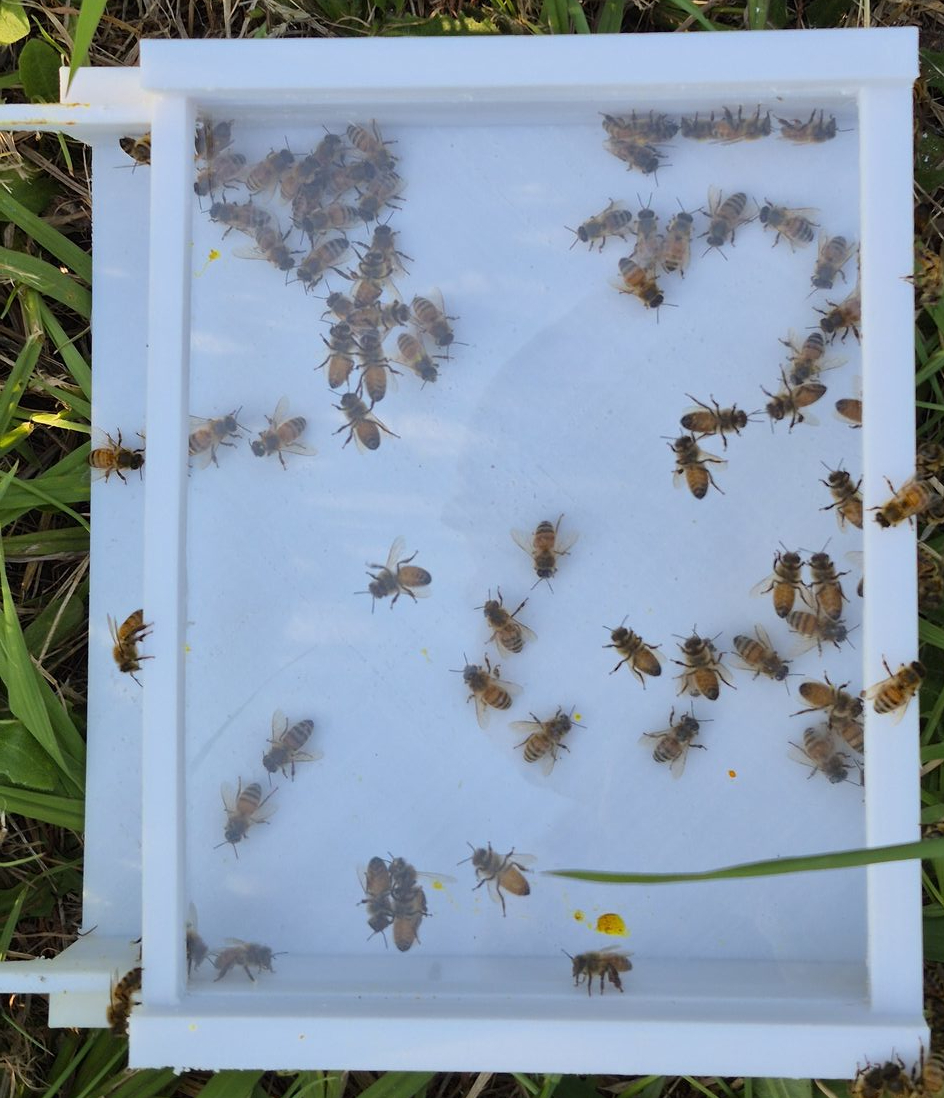 Camera view of the hive platform